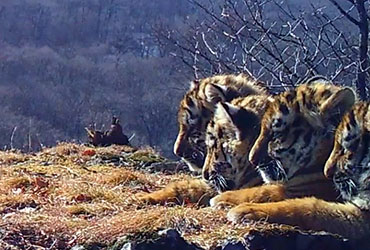 Четыре амурских тигренка