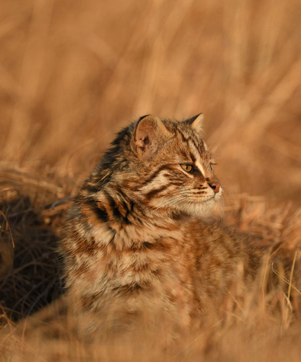 Дальневосточный лесной кот; Валерий Малеев